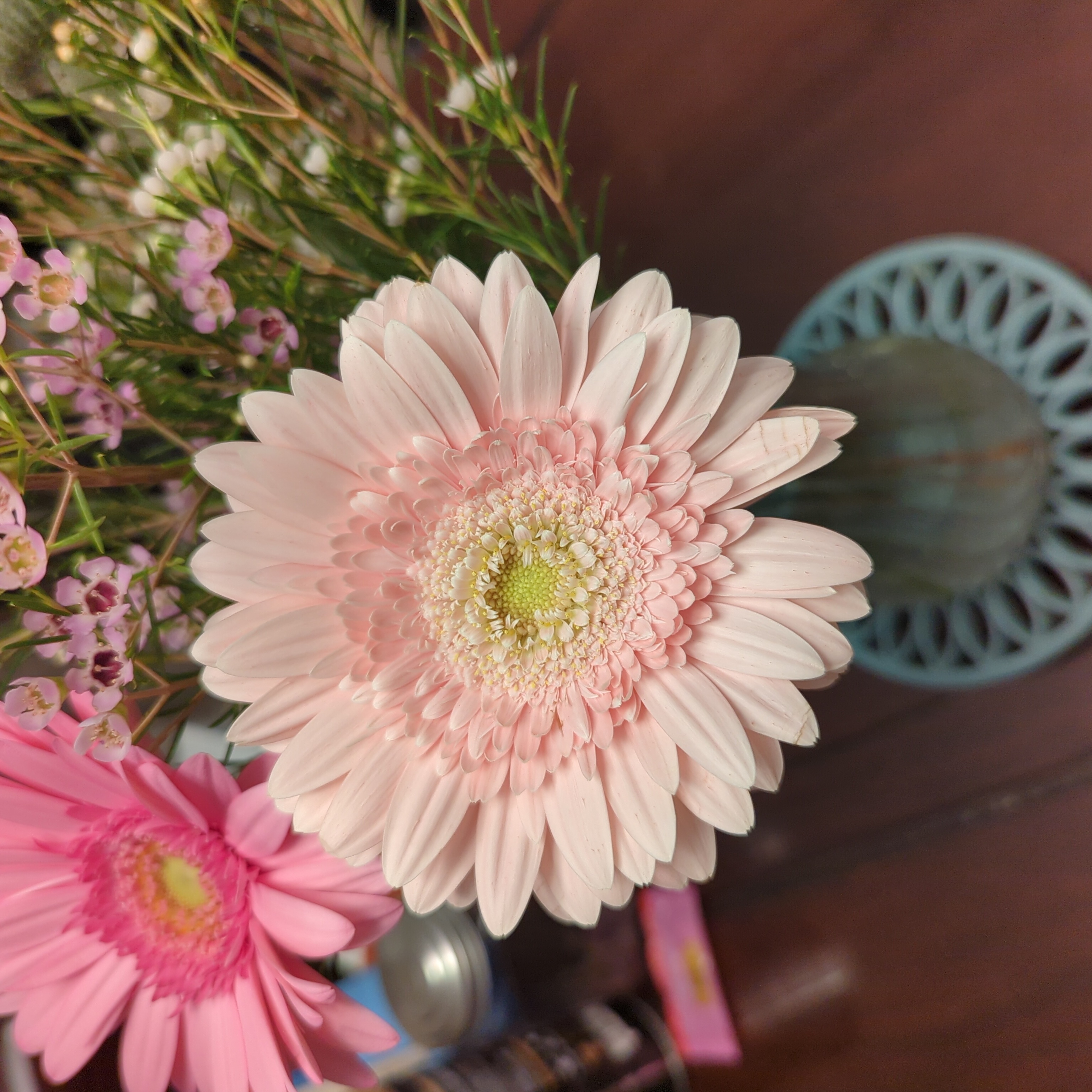Marguerite Daisy with light pink petals, well-framed and in focus.