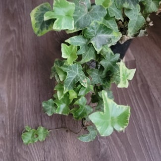 English Ivy plant in Moore, Texas
