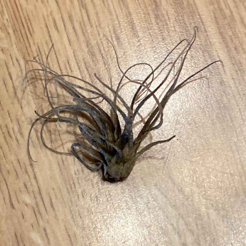 Photo of the plant species Tillandsia streptocarpa by @PrudentHemlock named Live..? on Greg, the plant care app