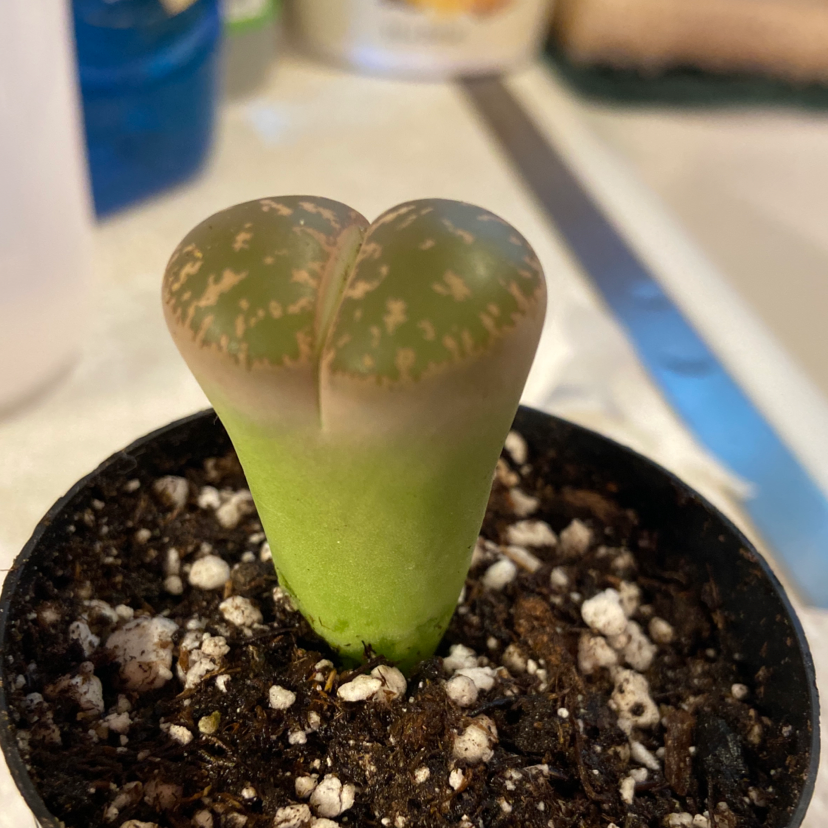 A healthy Rubra Lithops plant in a small pot with visible soil.