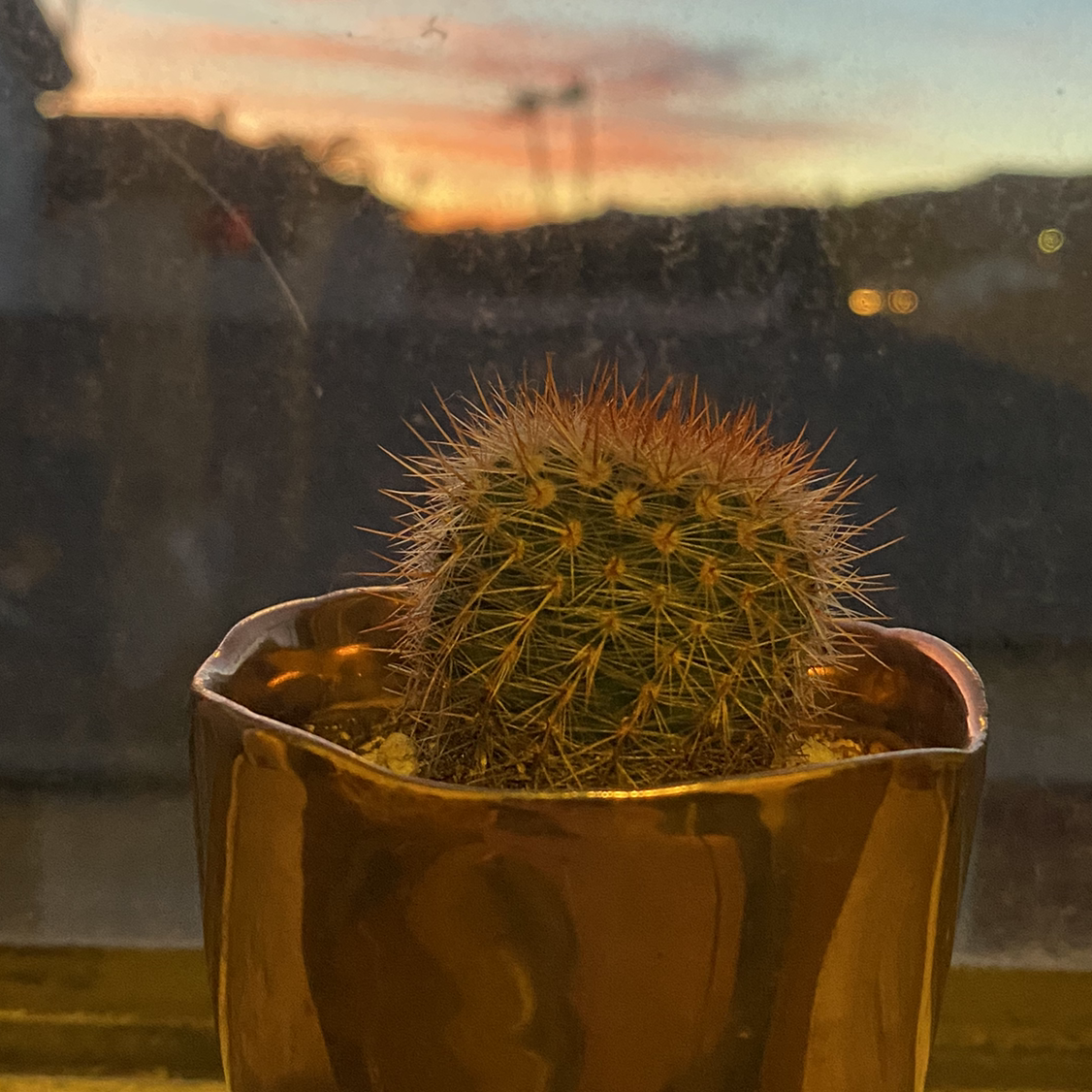Spiny Pincushion Cactus in a pot with a sunset view through a window.