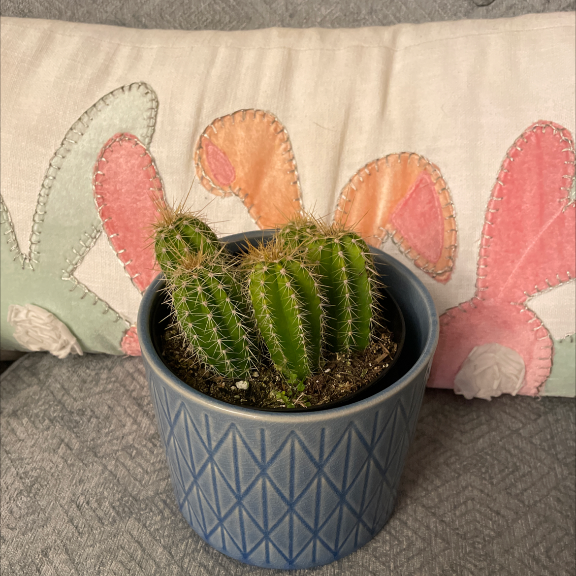 Photo of the plant species Chiotilla by @PrizeCorncob named Cyrus on Greg, the plant care app