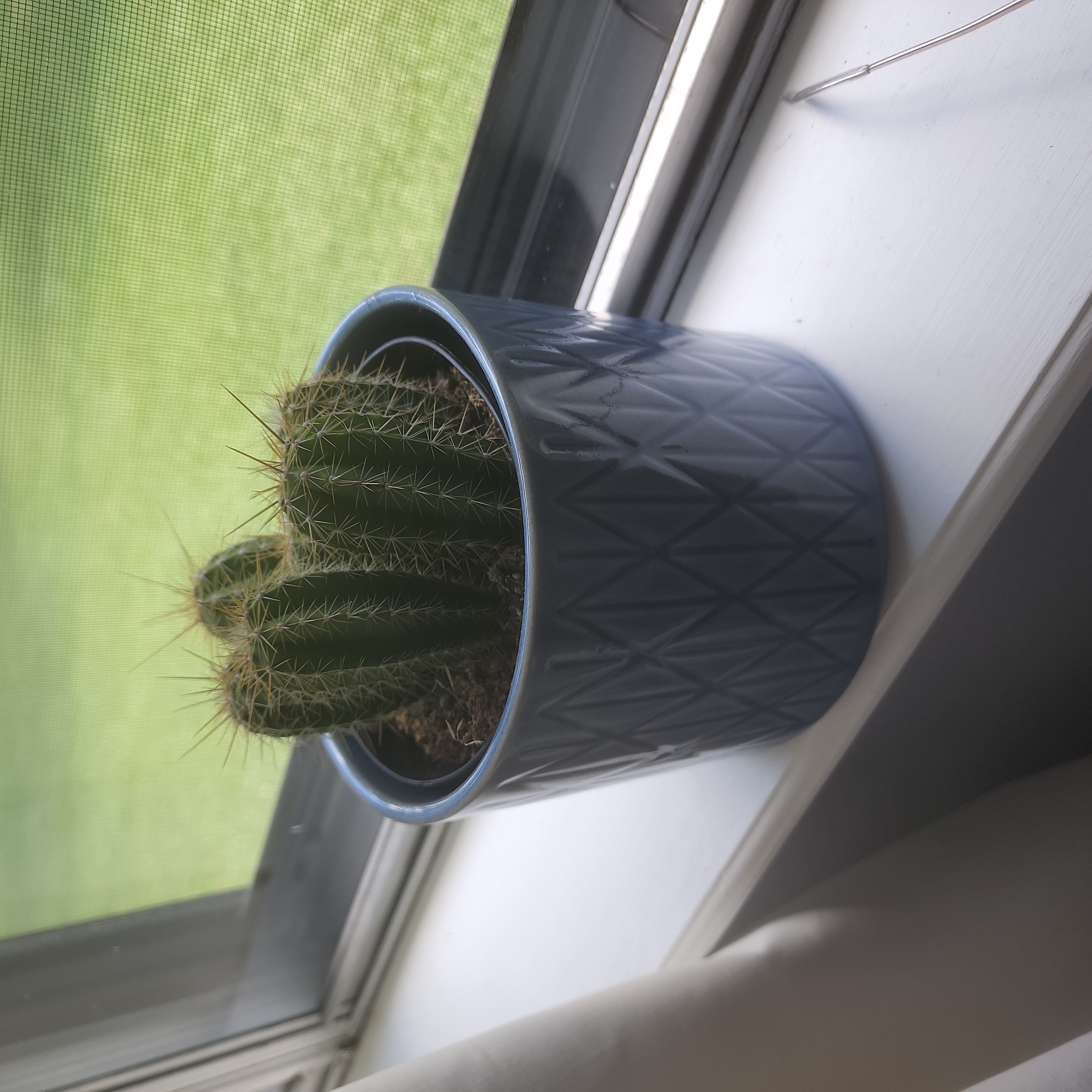 Photo of the plant species Chiotilla by @EcstaticRedcap named Cyrus on Greg, the plant care app