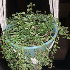 Depressed Clearweed plant