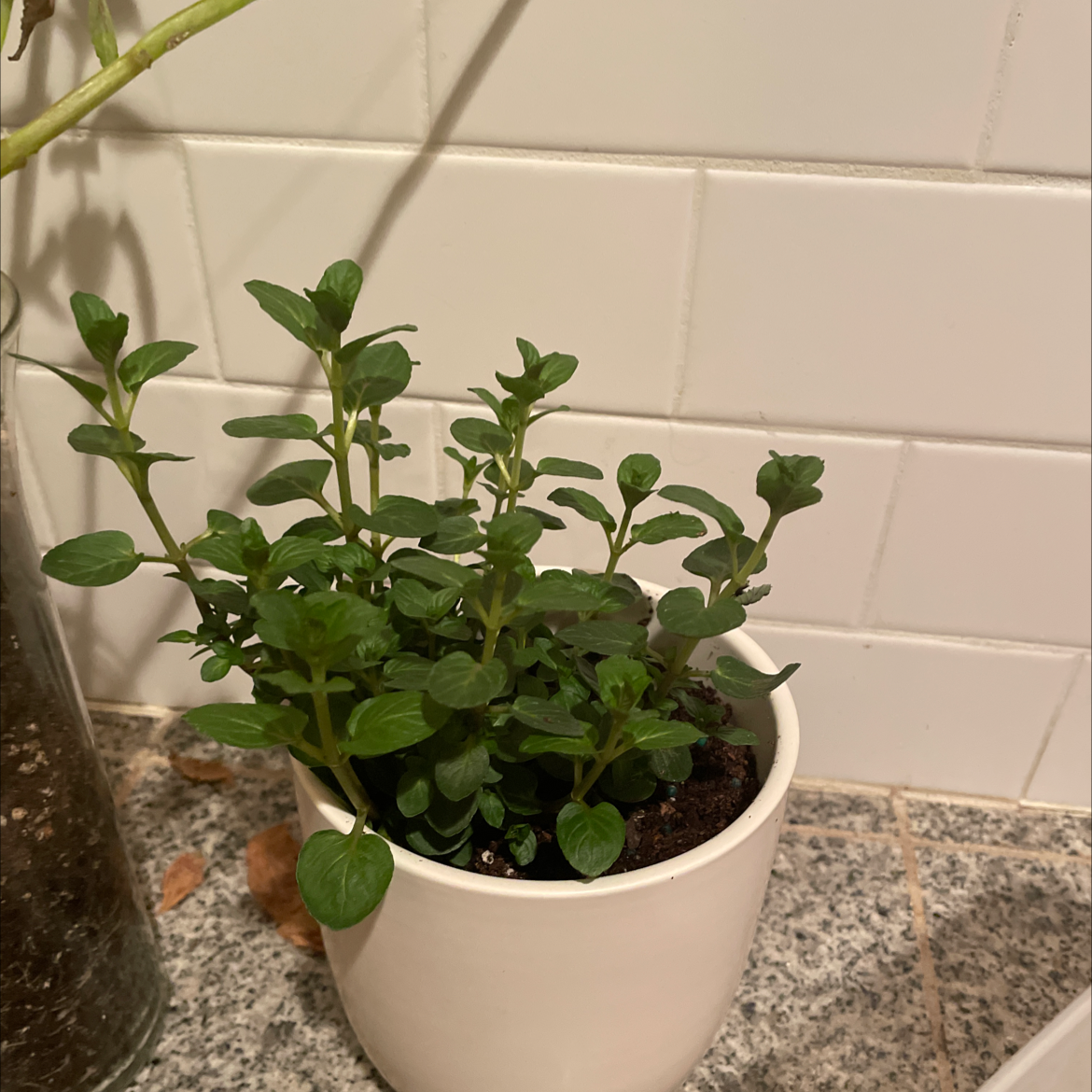 Healthy peppermint plant in a white pot on a tiled surface.