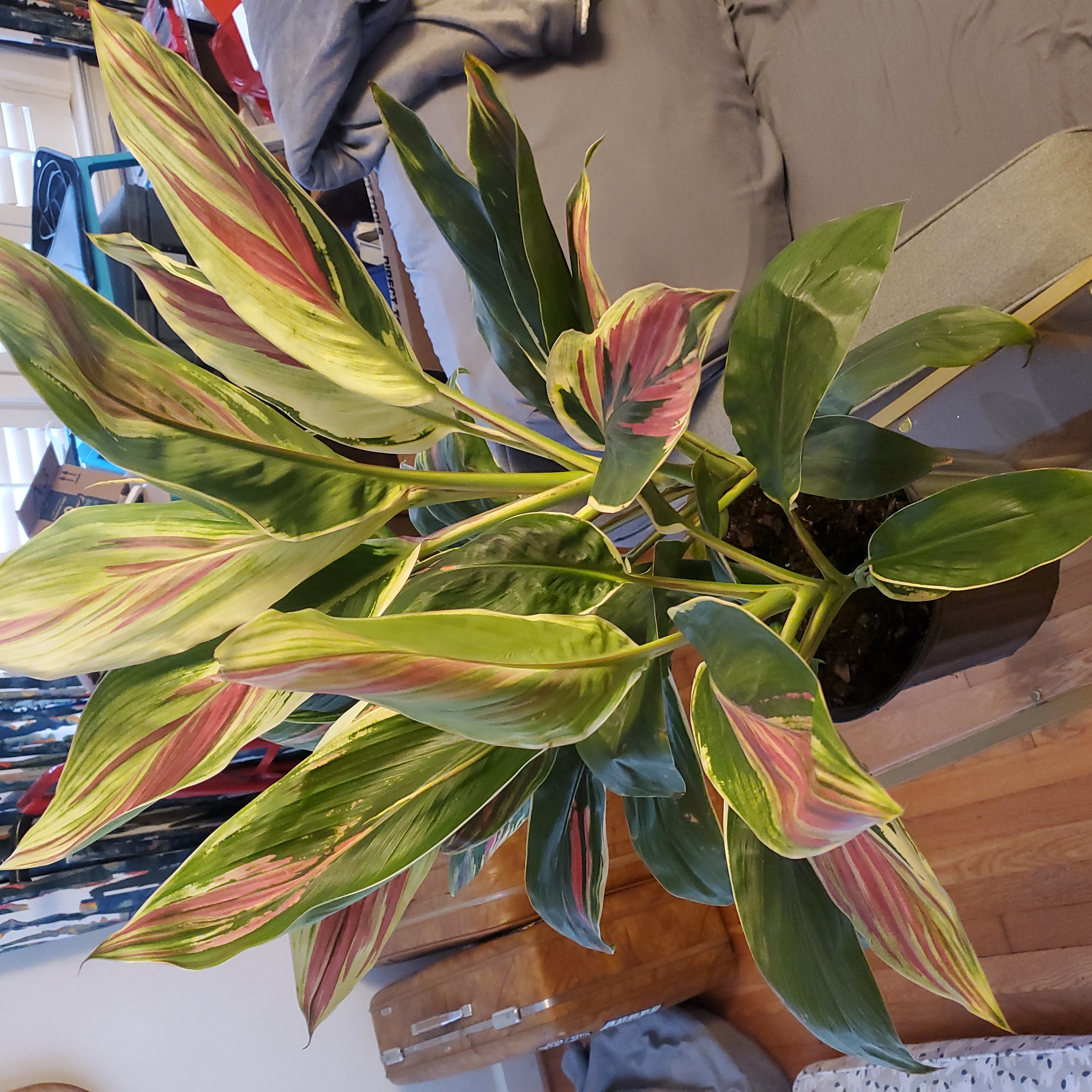 Photo of the plant species Ti plant by @KeySheeplaurel named Cordyline Exotica on Greg, the plant care app