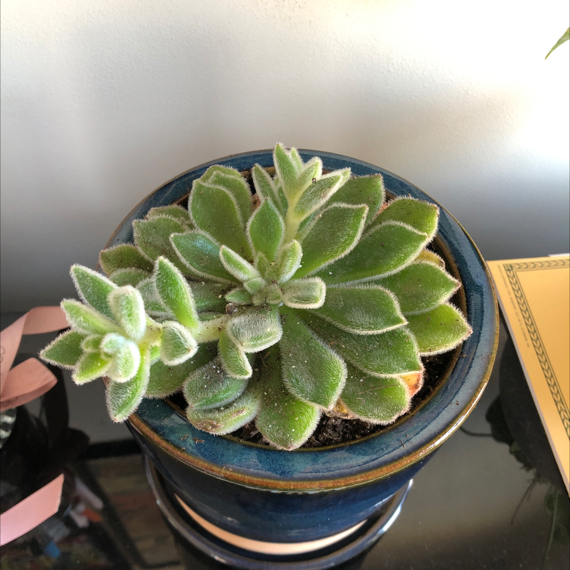 Woolly Rose plant in a pot with green, fleshy leaves. Soil is visible.