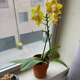 Phalaenopsis Orchid plant in Lakewood, Colorado