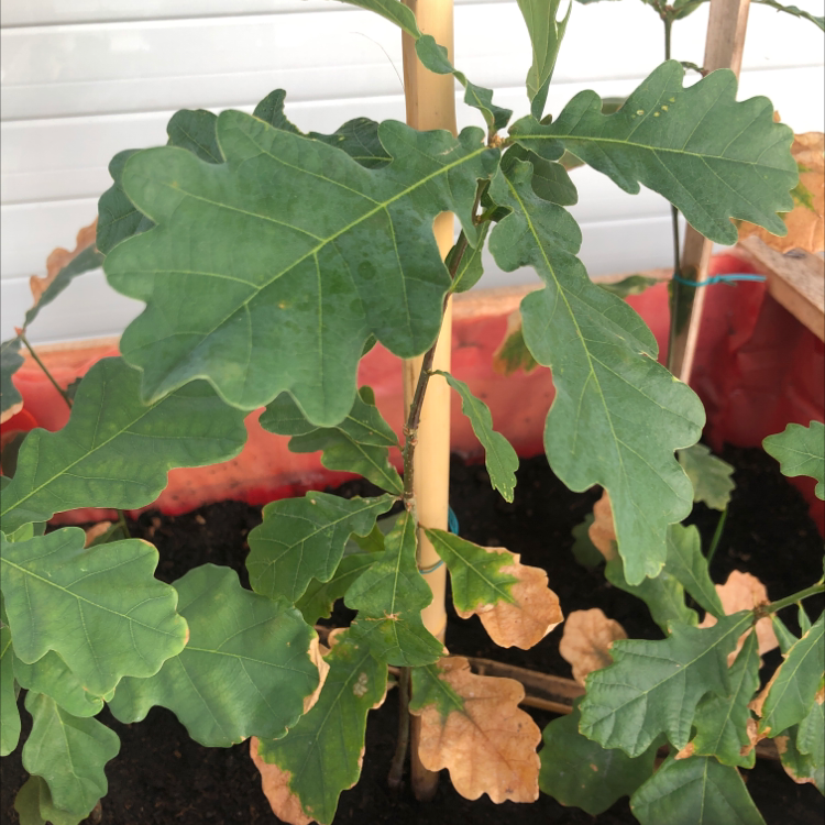 Young English Oak plant with green and some browning leaves in a pot.