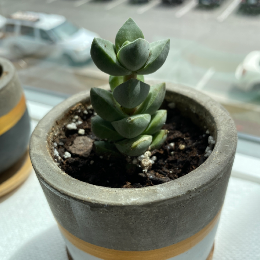 Crassula 'Moonglow' plant in a small pot with visible soil, well-framed and in focus.