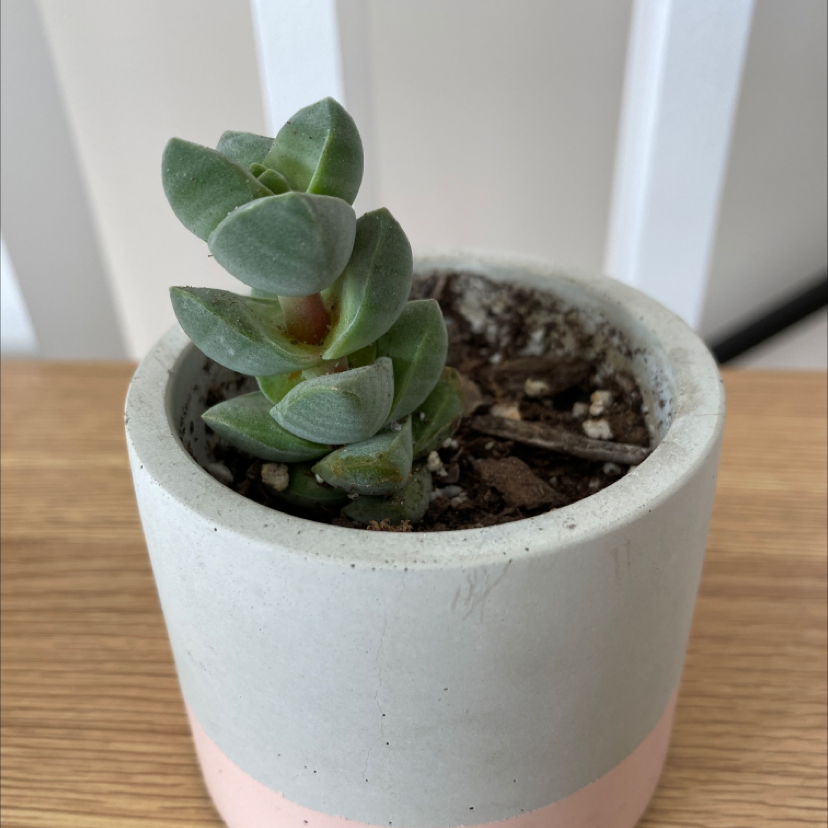 Crassula 'Moonglow' succulent in a pot with visible soil, well-framed and in focus.