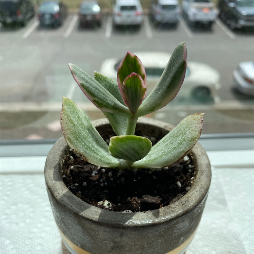 Variegated Jade plant in a small pot with visible soil, placed on a windowsill.