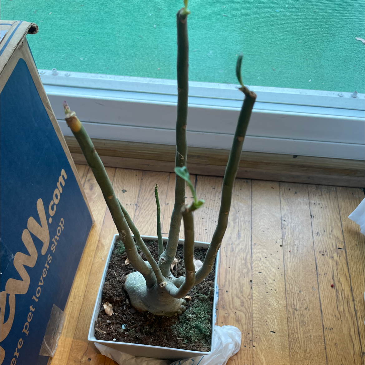 Photo of the plant species Ceropegia dichotoma by Plant parent named Your plant on Greg, the plant care app