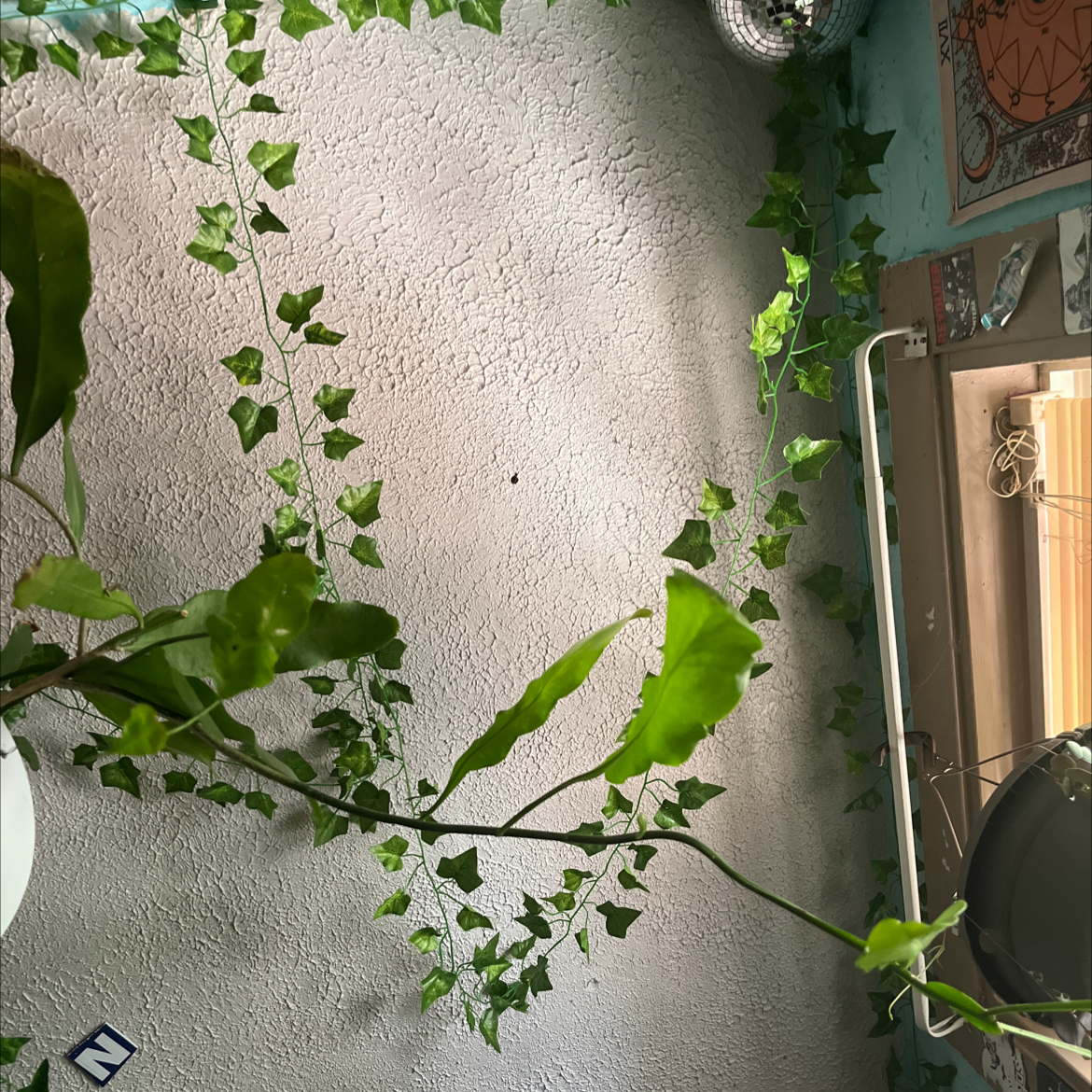 Photo of the plant species night-blooming cereus by @MaximalLambsear named Winston on Greg, the plant care app