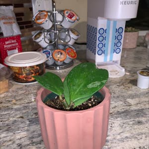 Sweetheart Hoya plant photo by Rjurado named Harmony on Greg, the plant care app.
