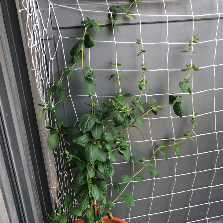 Japanese Honeysuckle plant climbing on a net with green leaves in a pot.
