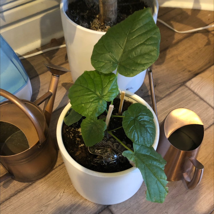 Potted Ficus umbellata plant with large green leaves, well-framed and in focus.