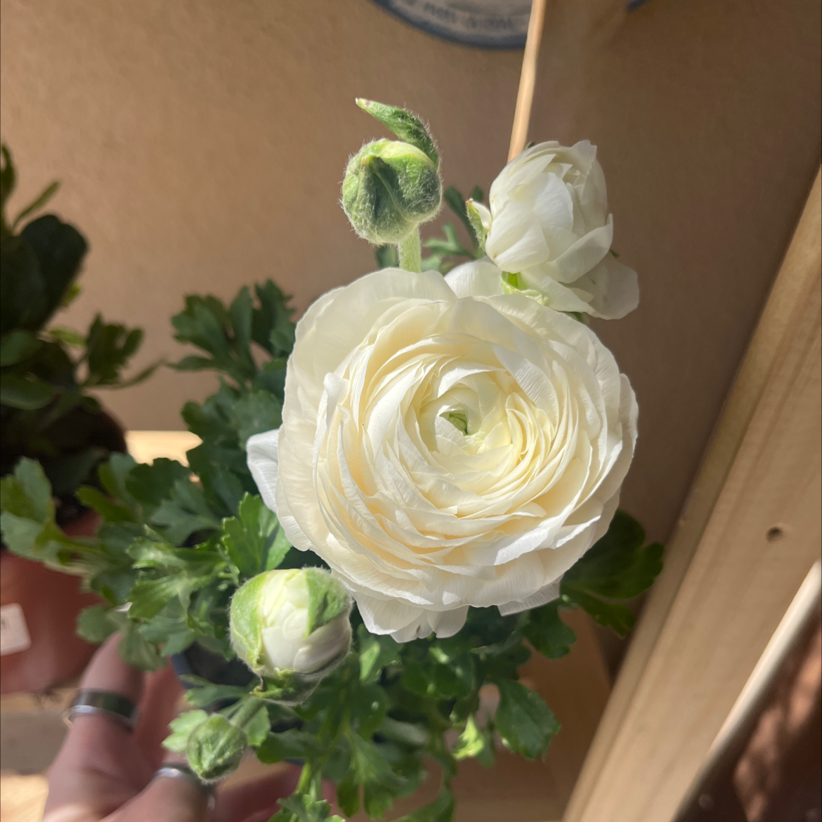 Garden Ranuncula with a white flower in full bloom and several buds.