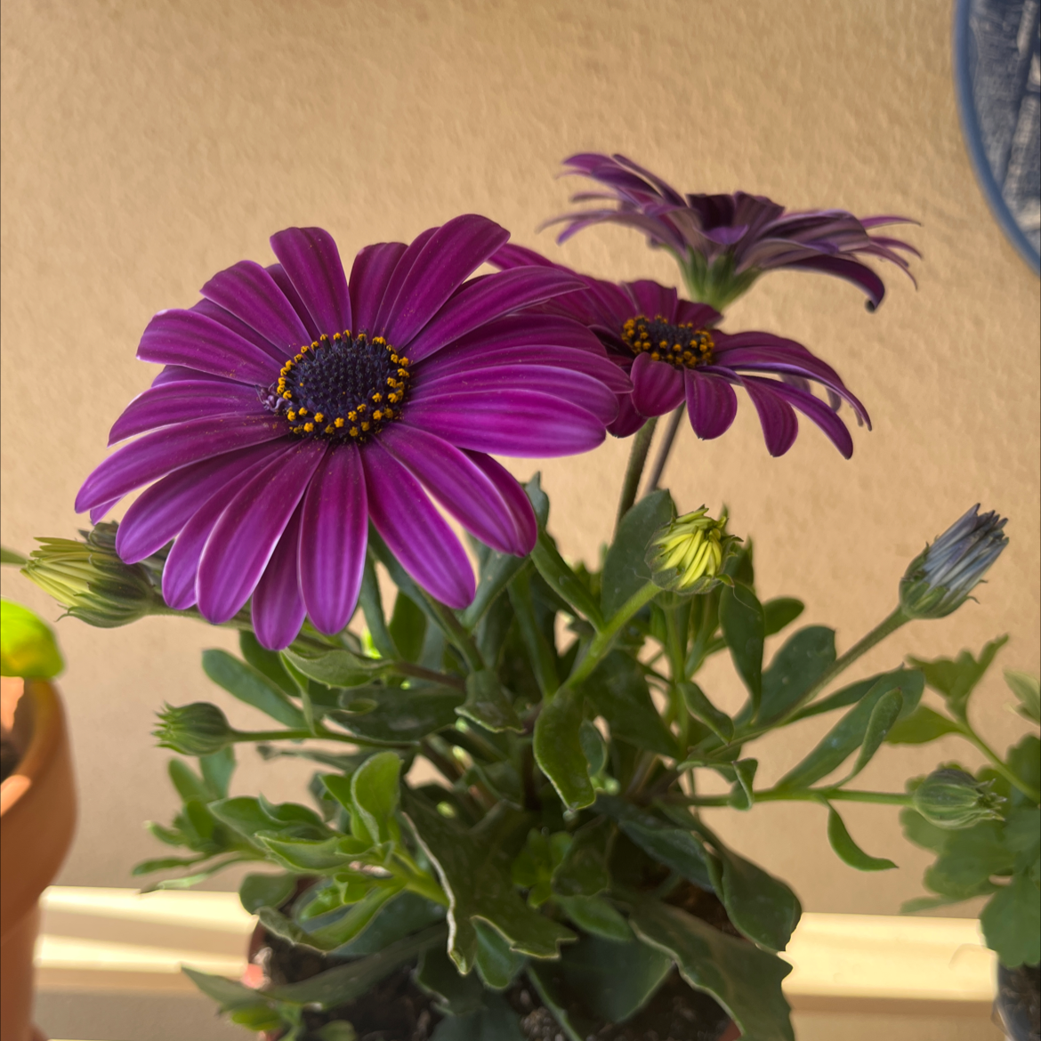 Van Staden's river daisy with vibrant purple flowers, healthy leaves, and visible soil.