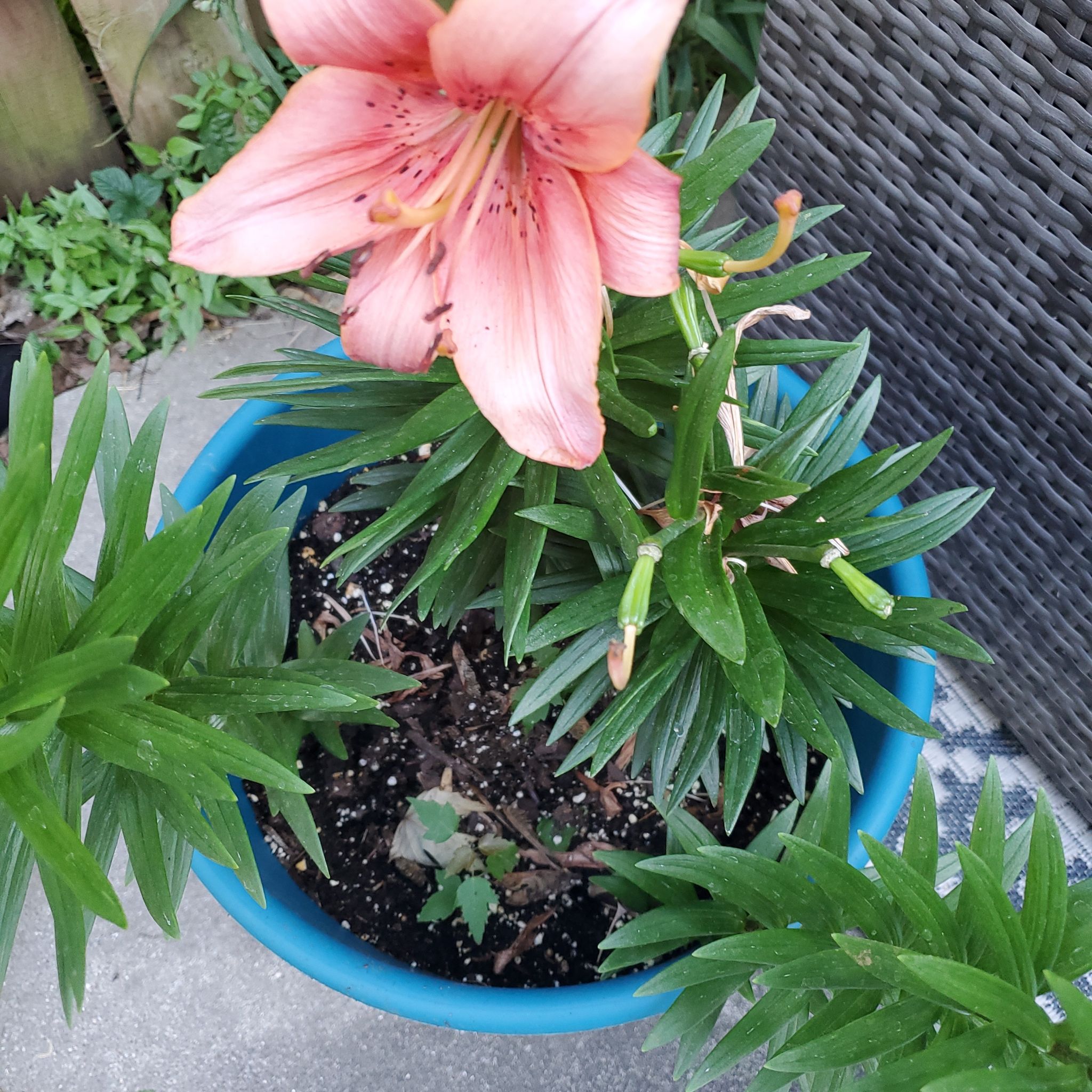 Tiger Lily plant in a blue pot with a prominent pink flower and healthy green leaves.