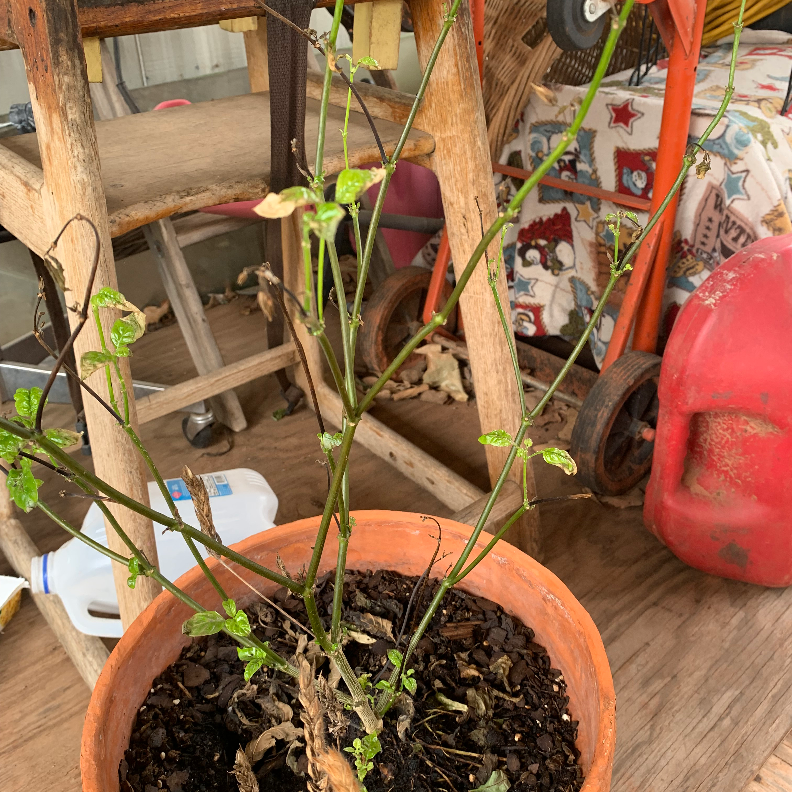 Potted Firecracker Flower plant with sparse foliage and visible leaf discoloration.