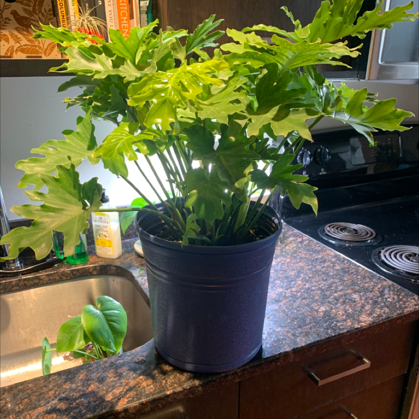 Split Leaf Philodendron in a pot on a kitchen counter, healthy green leaves.