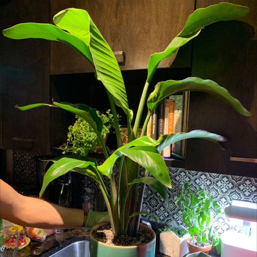 A hand holding a large, healthy White Bird of Paradise plant with vibrant green leaves in an indoor setting.