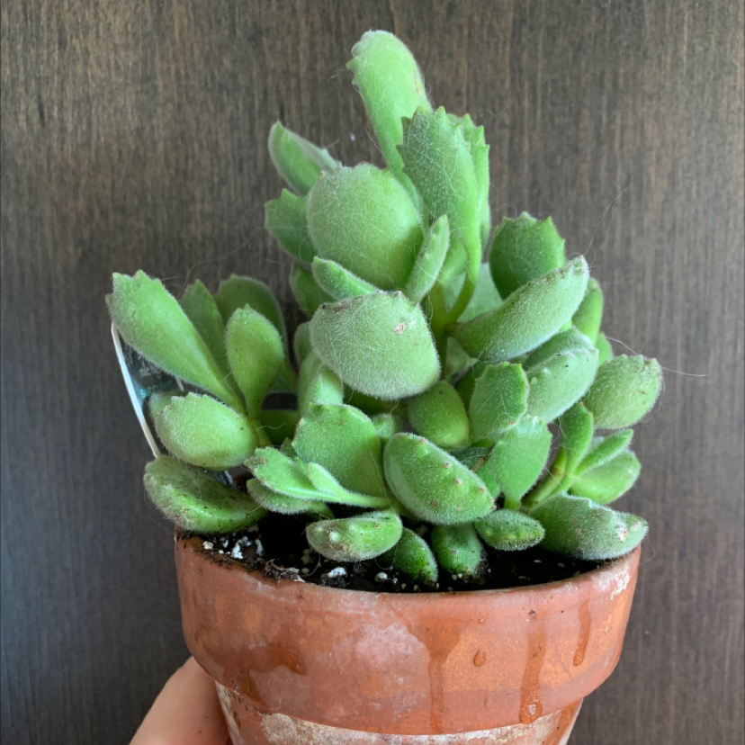 Bear's Paw plant in a terracotta pot with vibrant green leaves.