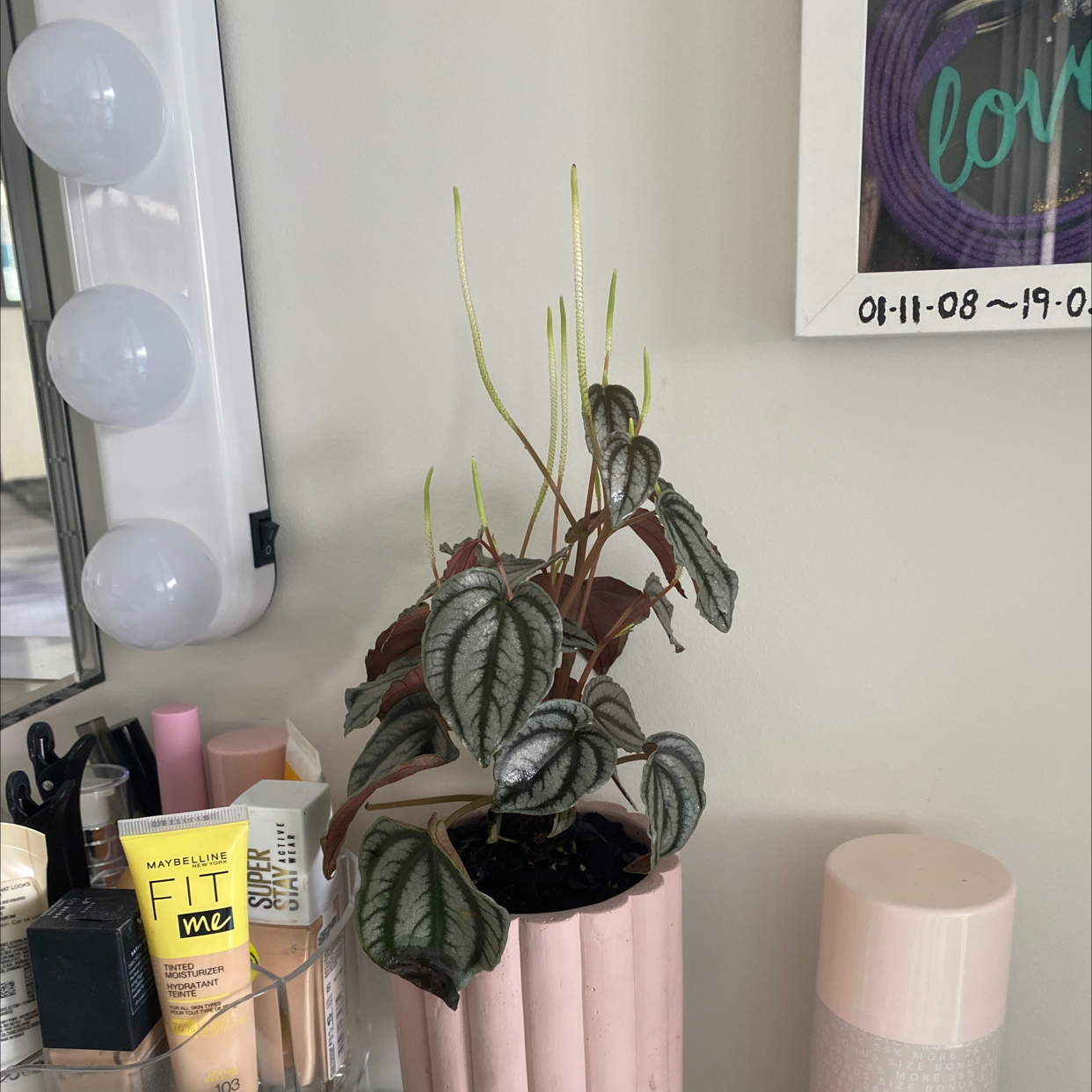 Photo of the plant species Peperomia 'Red Watermelon' by @GallantWildyam named Wall-E on Greg, the plant care app