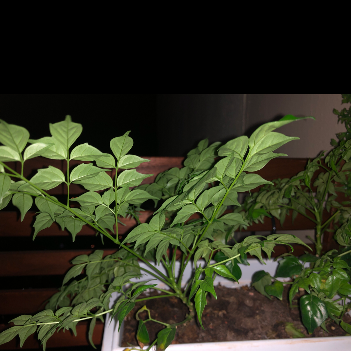 Healthy, lush China Doll houseplant with dense green compound leaves growing in a pot, well-framed against a dark background.