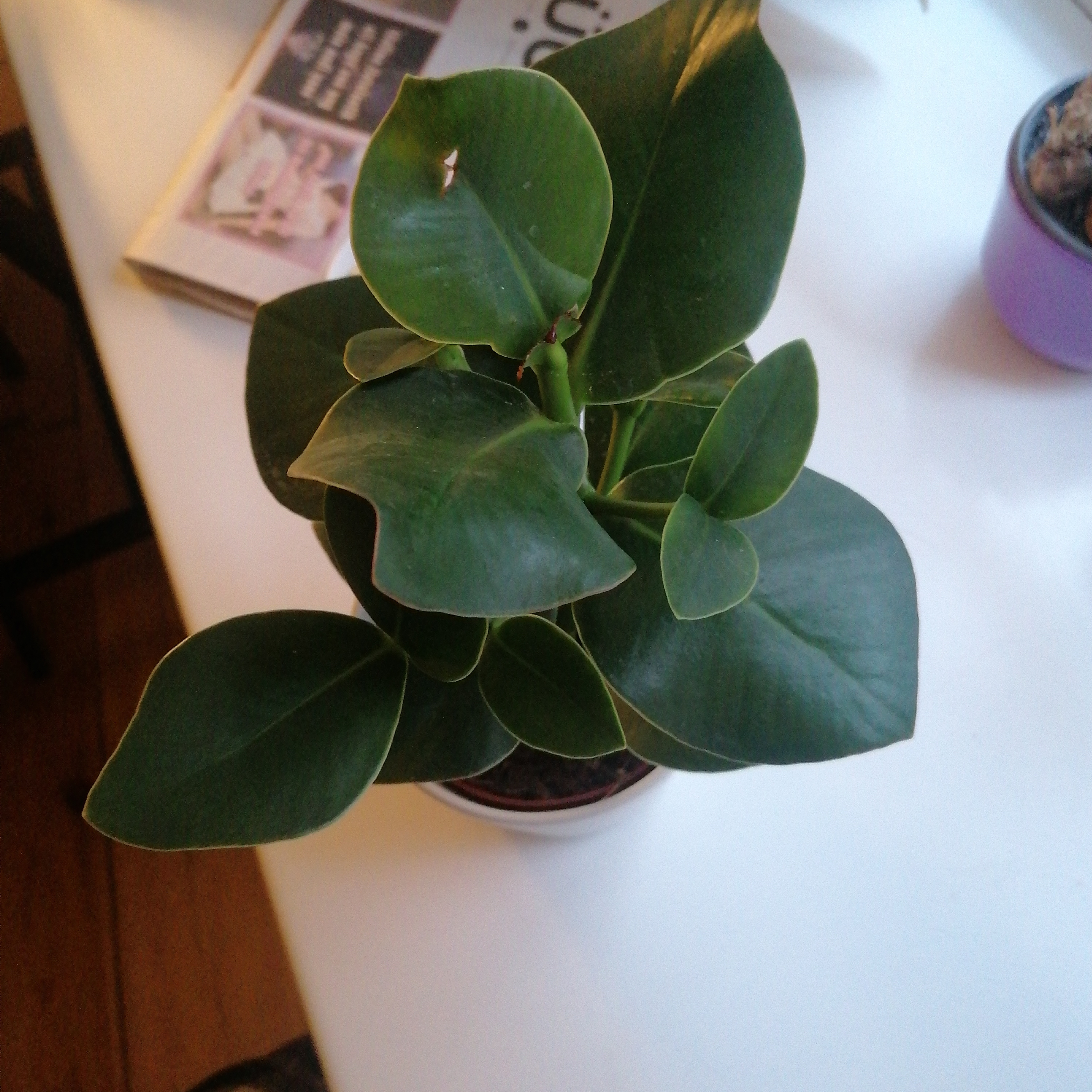 Healthy Dwarf Clusia plant with vibrant green leaves in a pot.