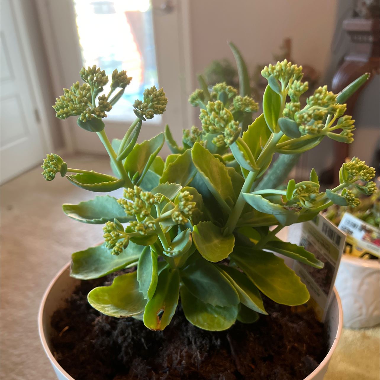 Healthy Witch's Moneybags plant with green leaves and budding flowers in a pot.