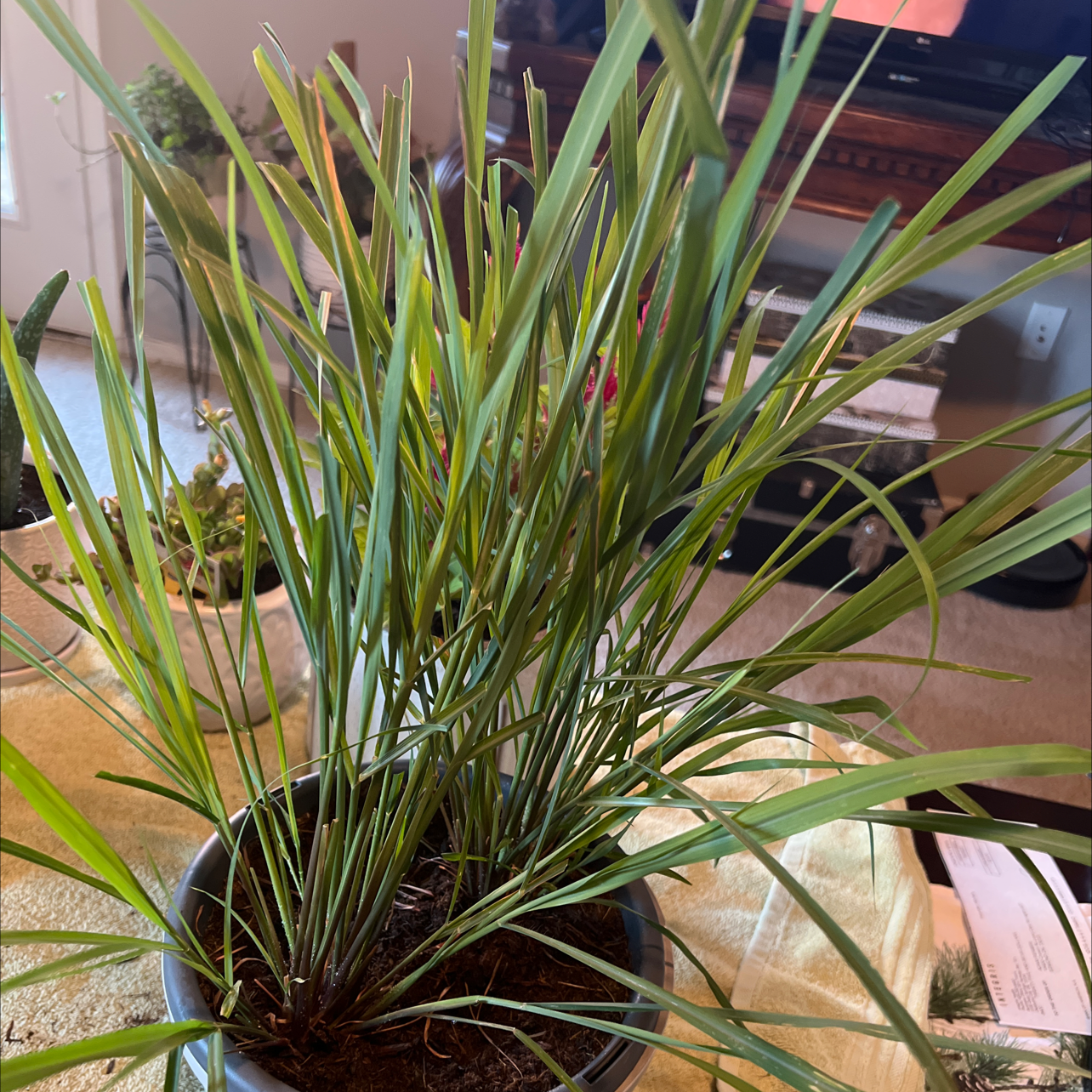Potted Lemon Grass plant with long, slender green leaves indoors.