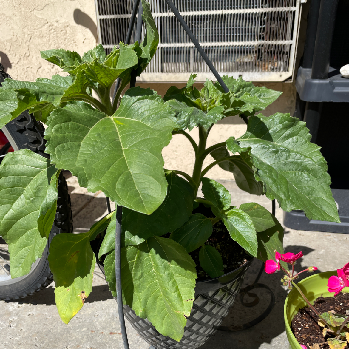 A young, healthy sunflower plant with large green leaves growing in a black plastic pot outdoors next to an air conditioner.