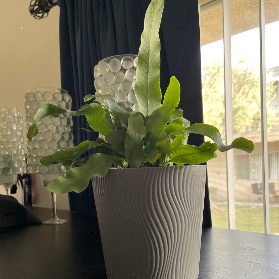 Blue Star Fern in a decorative pot indoors, healthy with vibrant green leaves.