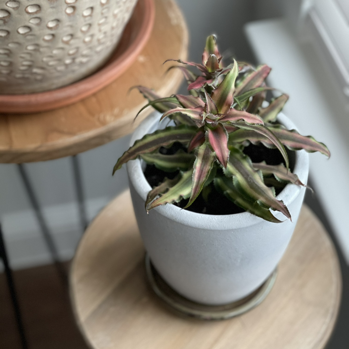 Potted Earth Stars plant with green and pinkish-red leaves on a wooden surface.