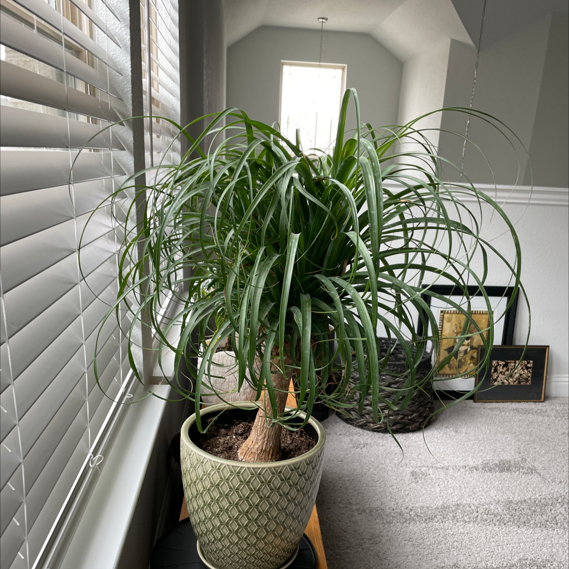 Bottle Palm Tree plant photo by @Molly2867 named Gwennie on Greg, the plant care app.