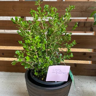 Common boxwood plant in Somewhere on Earth