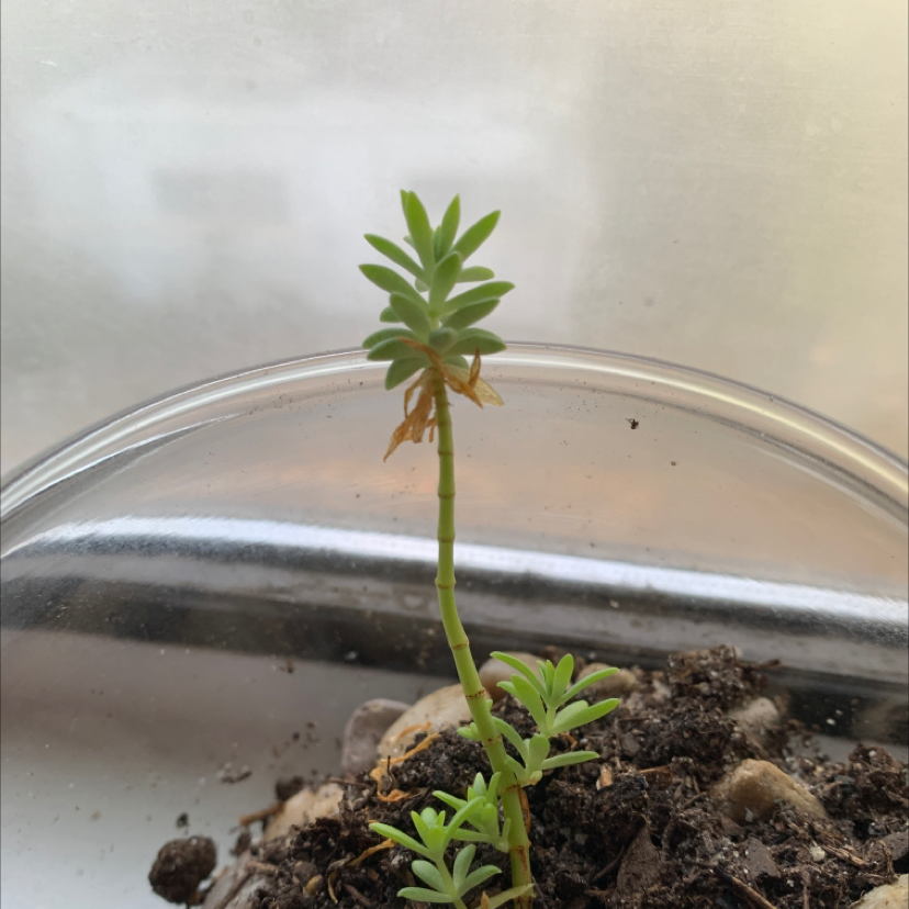 Jenny's Stonecrop plant with green leaves and some browning near the base, in a pot with visible soil.