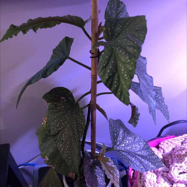 Polka Dot Begonia plant photo by Rachel named Nithin on Greg, the plant care app.