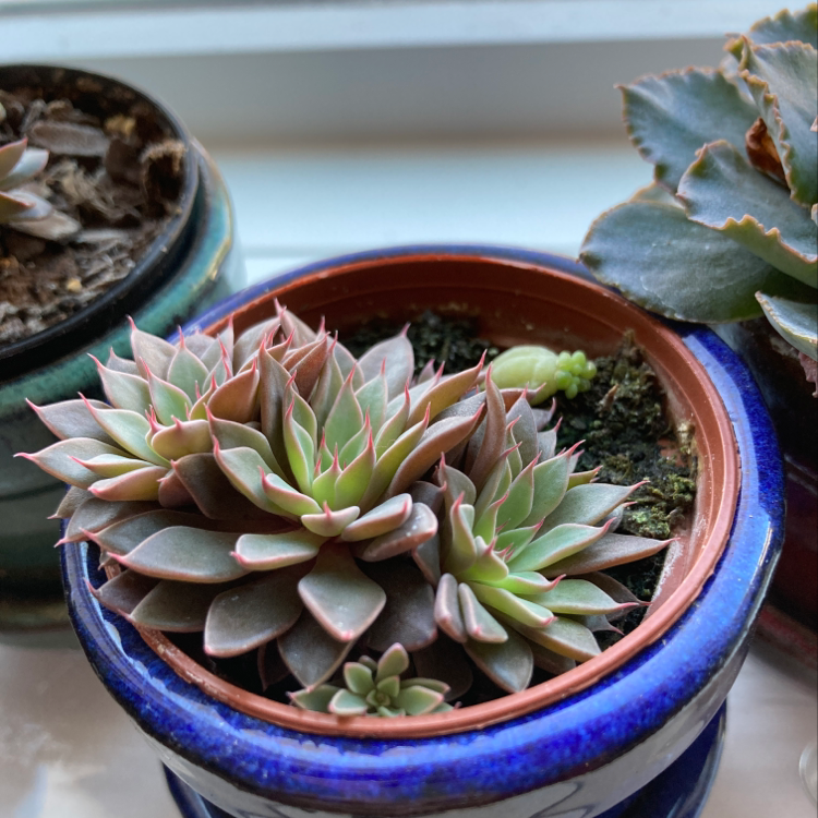 Lipstick Echeveria succulent in a small pot, healthy with vibrant leaves.