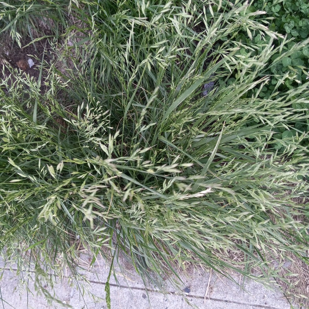Plant care for Foxtail Bristlegrass on Greg, the plant care app