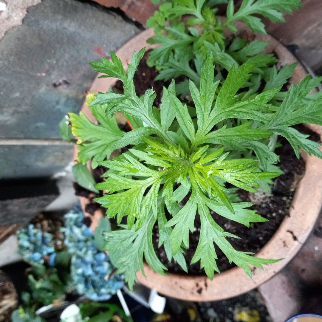 Potted Mugwort plant with green, lobed leaves. Soil is visible.
