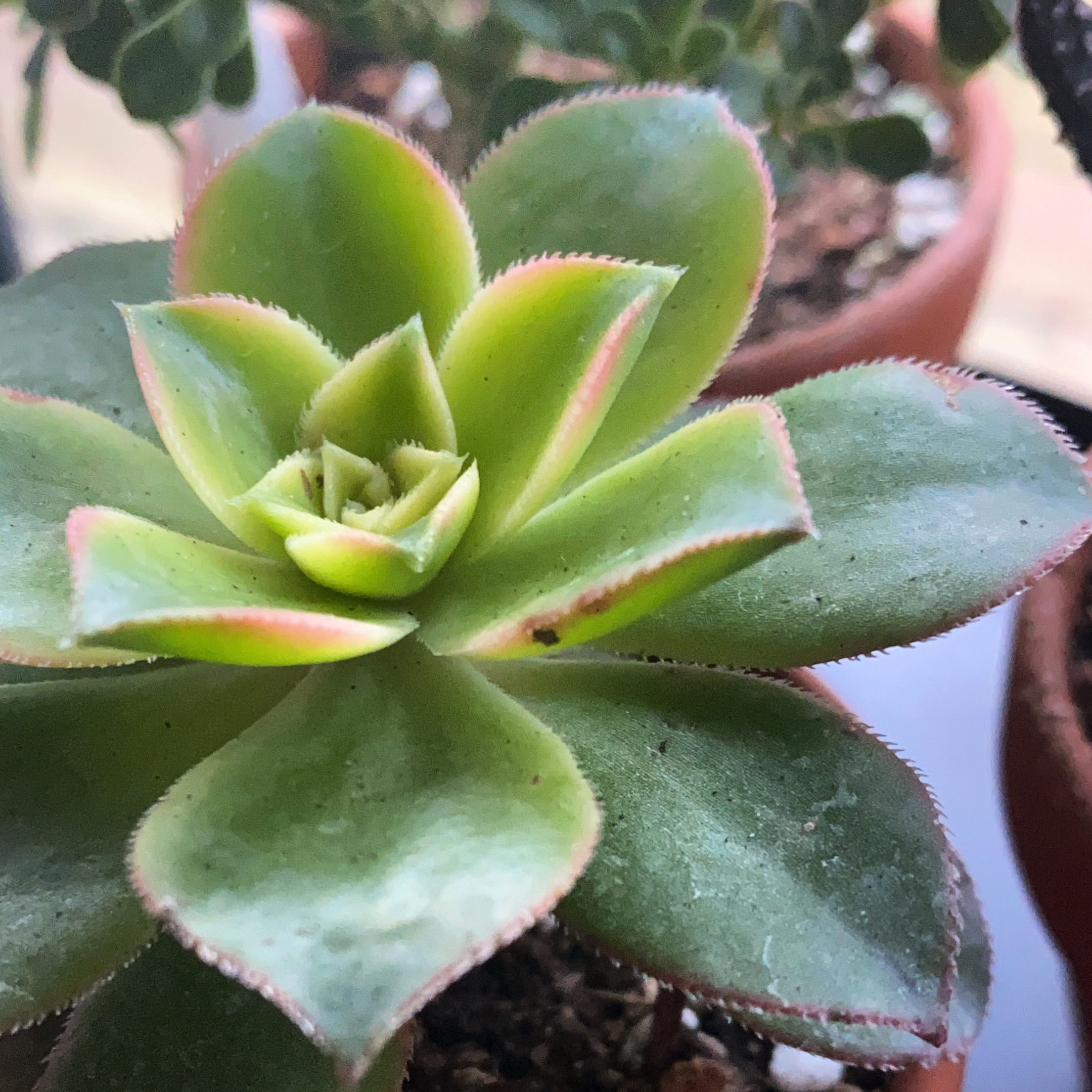 Aeonium 'Kiwi' plant with vibrant green leaves and pink edges in a pot.