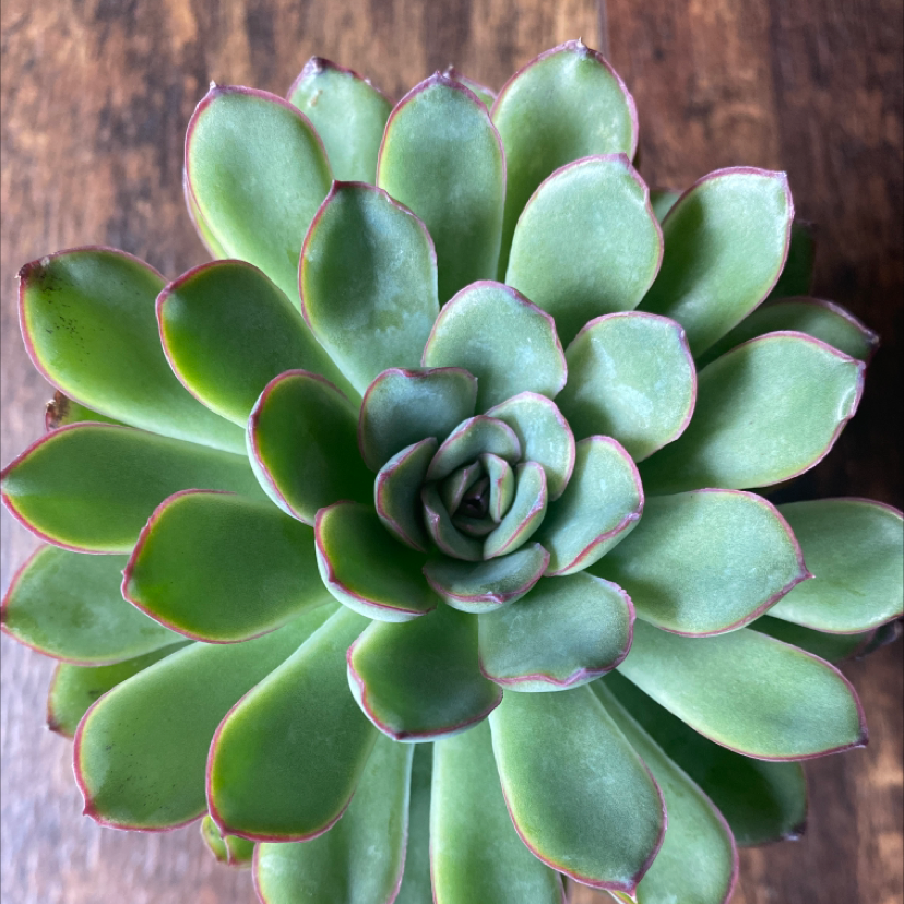 Top view of a healthy Echeveria 'Morning Beauty' succulent with green leaves and red edges.