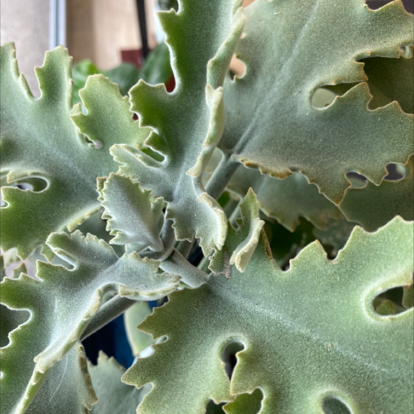 Photo of the plant species Felt Bush by @vermilion.vines named Silver Strand Kalanchoe on Greg, the plant care app