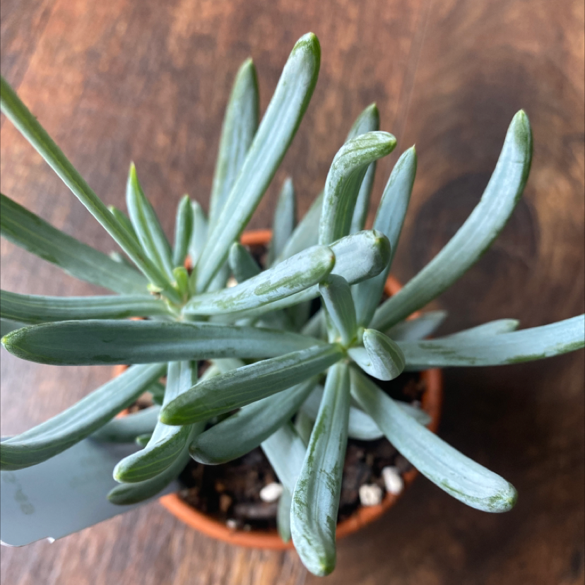 Photo of the plant species Blue Chalksticks by @vermilion.vines named Senecio Serpens on Greg, the plant care app