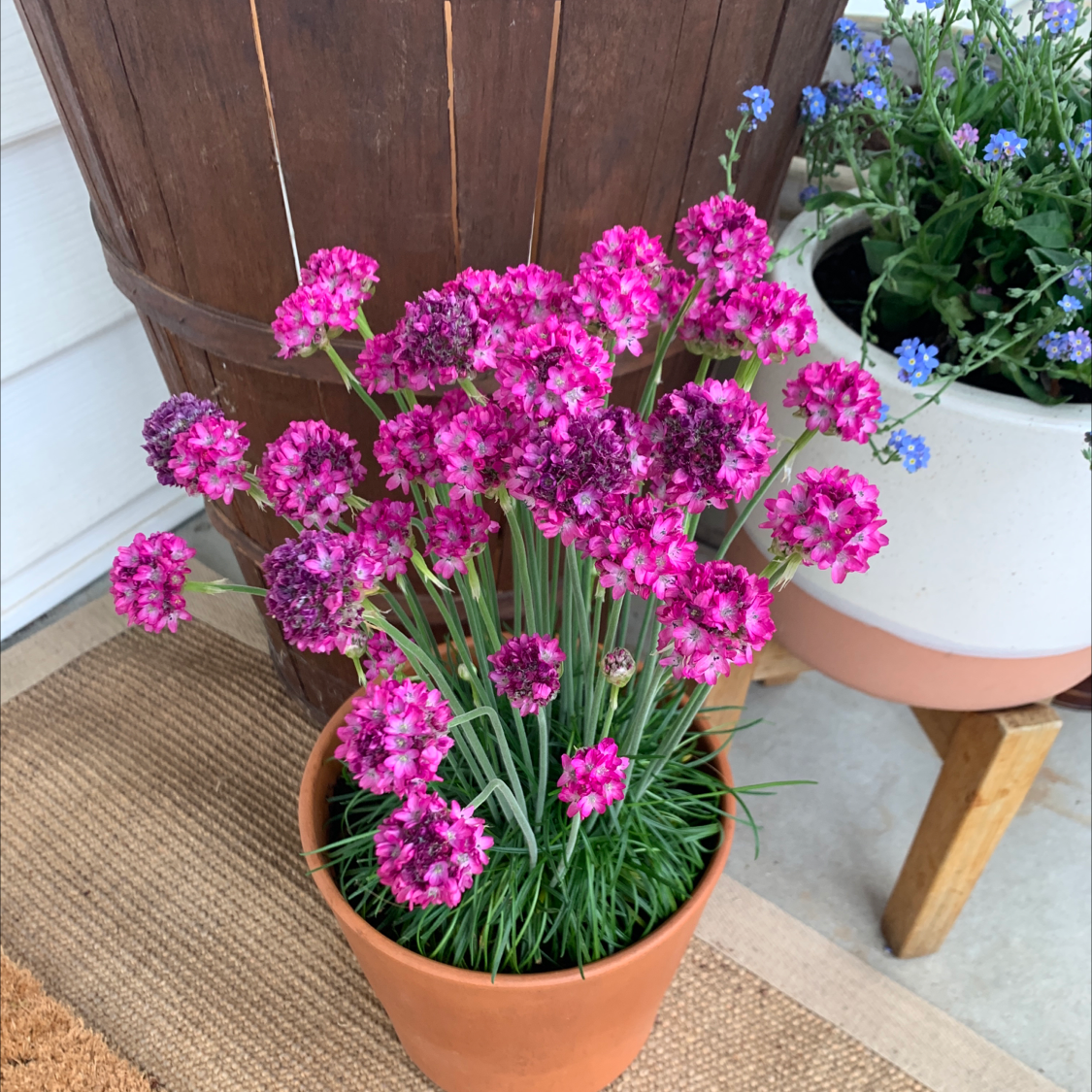 Potted Siberian Sea Thrift with vibrant pink flowers, healthy and well-framed.