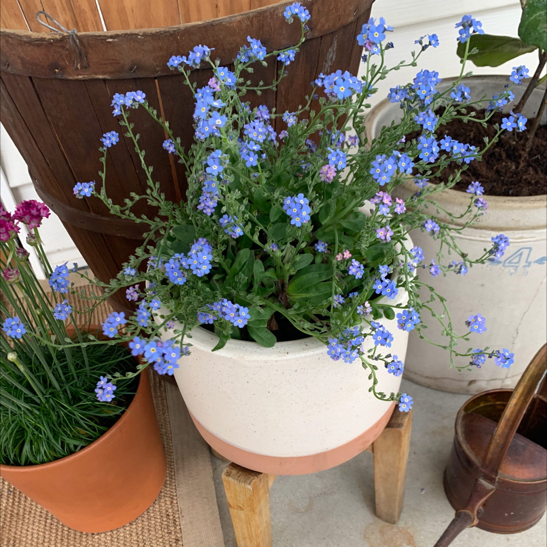 Potted Asian Forget-Me-Not with blue flowers, healthy green leaves, and no visible soil.