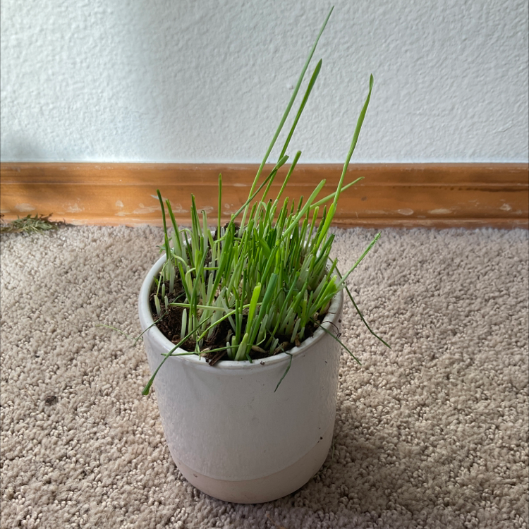 Potted Wheatgrass plant with vibrant green leaves, well-framed and centered.